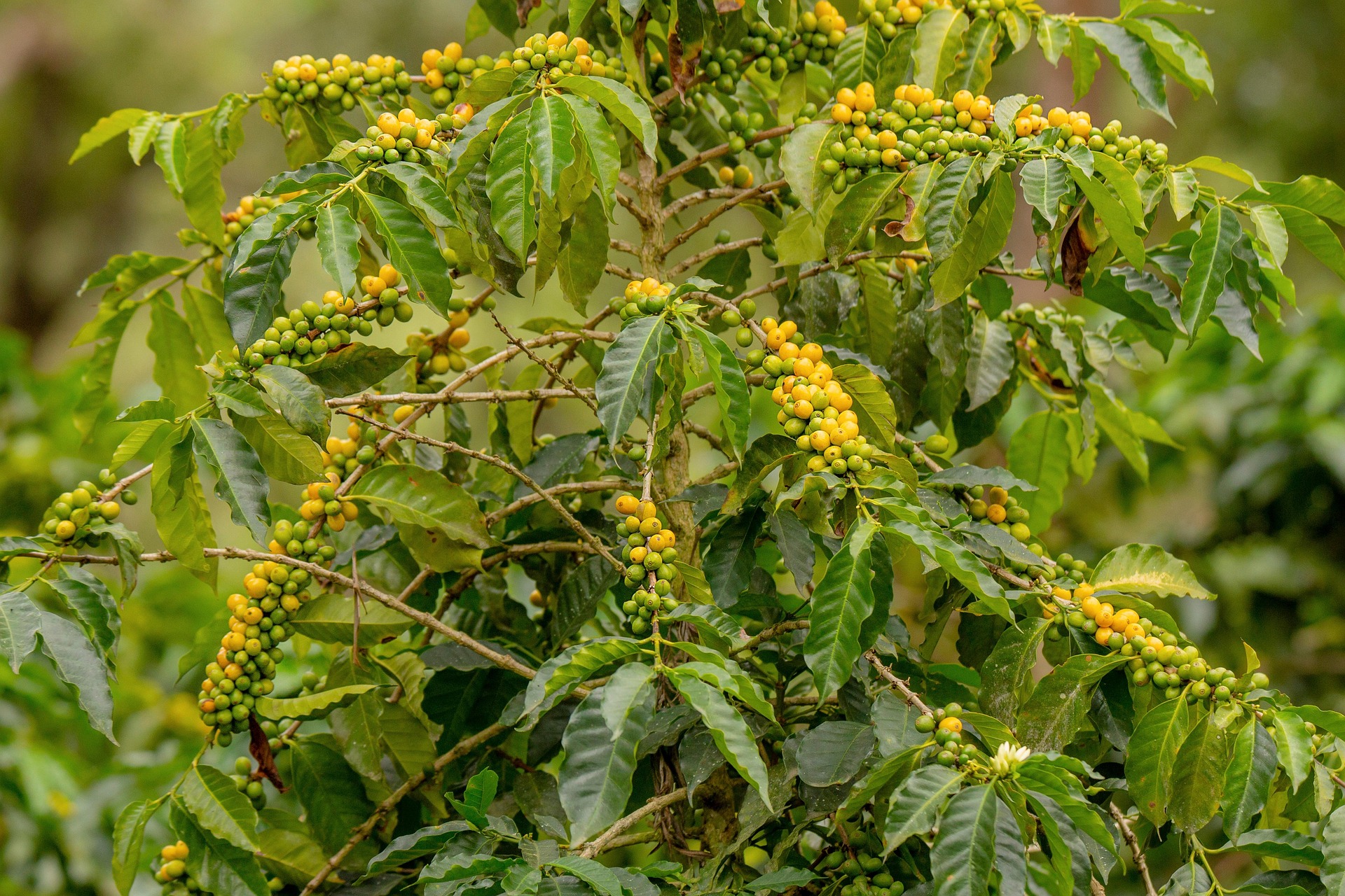Coffee cherries ripening on the plant