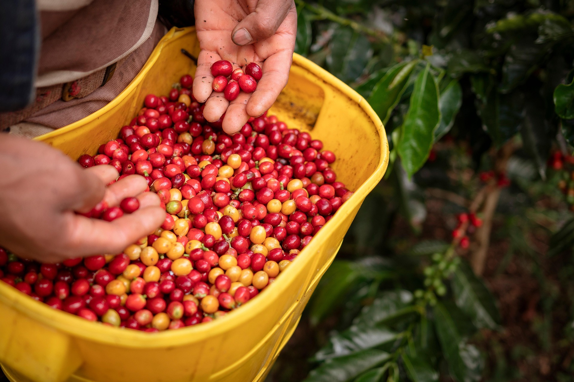 Coffee cherries at harvest